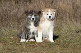 AKITA INU 002